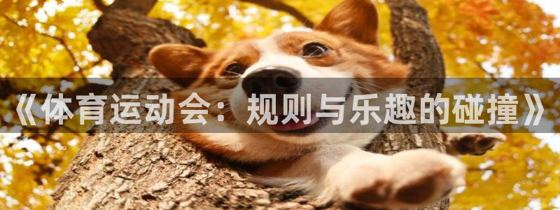 熊猫体育网址：《体育运动会：规则与乐趣的碰撞》