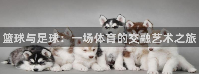 熊猫体育手机版：篮球与足球：一场体育的交融艺术之旅